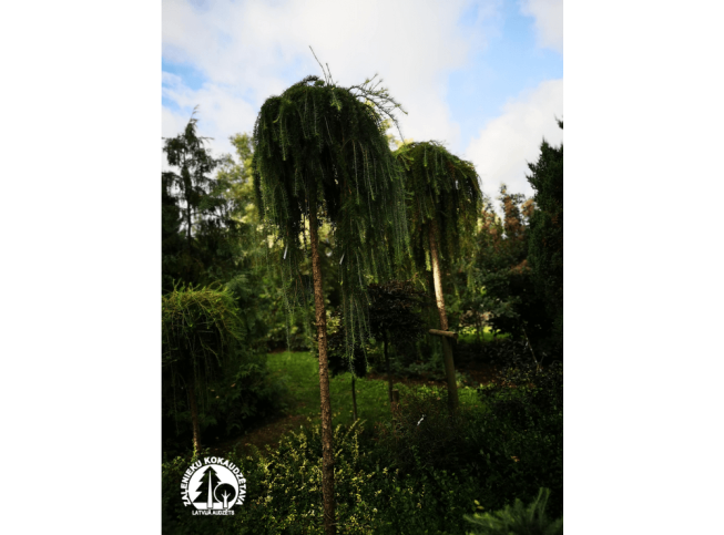 Larix kaempferi   'Stiff Weeper'